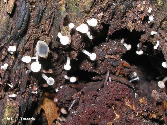 Cudoniella acicularis