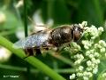 Odontomyia ornata