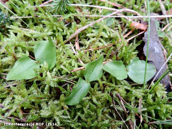 Listera sercowata