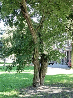 Gogonieszpuka wielkokwiatowa - zieleniec przy ul. Pomorskiej