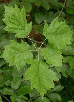 Jarzb brekinia