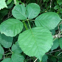 Li