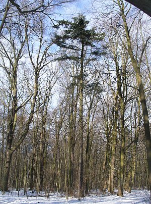Joda (Abies insignis) - park im.A.Fredry