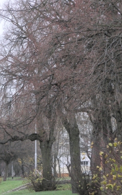 Lipa holenderska przy bulwarze nad Parst