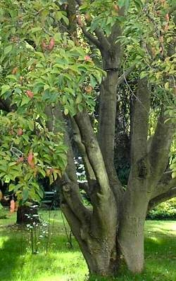 Magnolia japoska na zielecu przy OSW Kormoran
