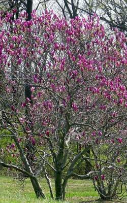 Magnolia porednia