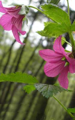 Rubus spectabilis