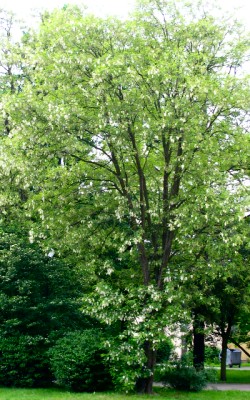 Robinia akacjowa na skwerze przy dworcu PKP