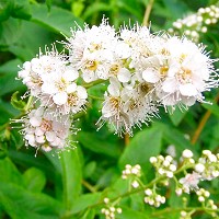 Tawua wierzbolistna - kwiatostan