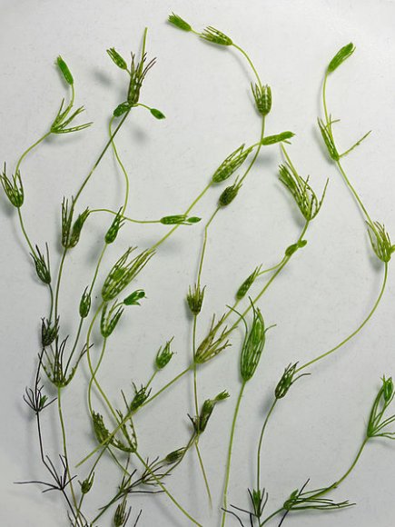 Ramienica krucha