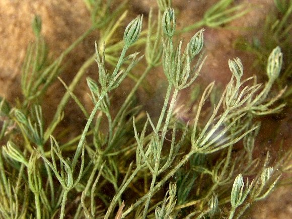 Ramienica przeciwstawna