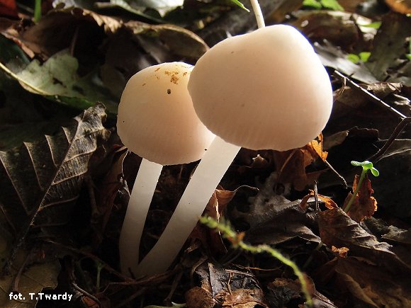 Grzybwka czysta f.alba