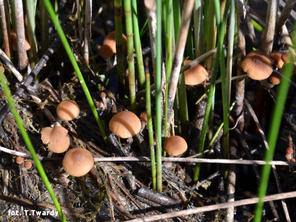 Kruchaweczka - Psathyrella typhae