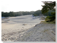 Las nadmorski na lunych piaskach wydmowych