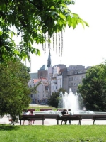 Park 18 Marca - skrzydłoorzech kaukaski