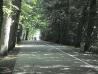 Ul. Sułkowskiego - dęby bezszypułkowe