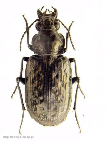 Blethisa multipunctata