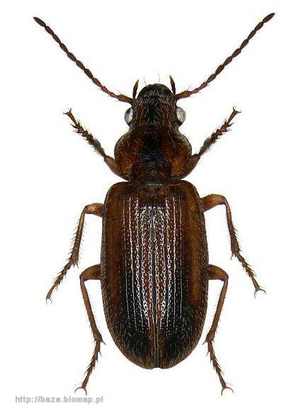 Dicheirotrichus gustavii