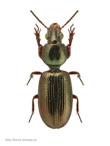 Dyschirius salinus