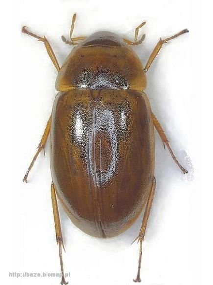Enochrus bicolor