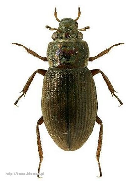 Ochthebius marinus