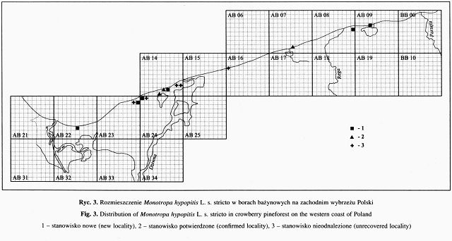 Korzeniówka pospolita
